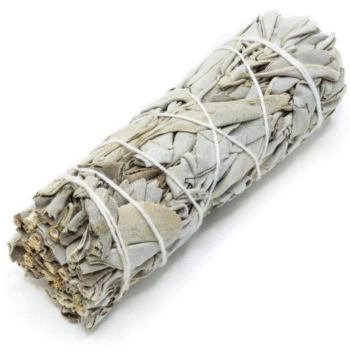 White sage 6 inch
