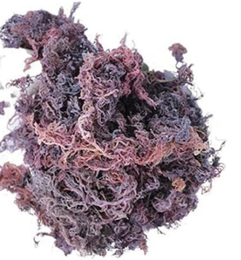 Purple Sea Moss
